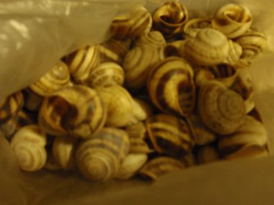 Лот: 3948069. Фото: 1. ракушки 3. Сувенирные мелочи