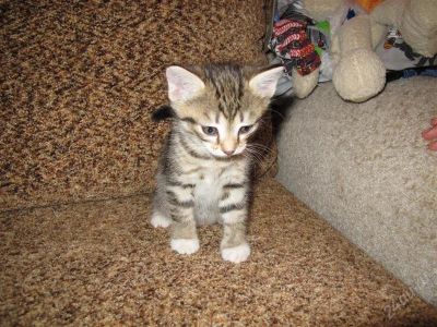 Лот: 1007179. Фото: 1. Котята (коты). Остальные животные
