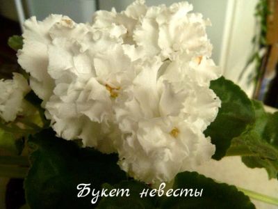 Лот: 5208457. Фото: 1. Фиалка сортовая Букет невесты... Горшечные растения и комнатные цветы
