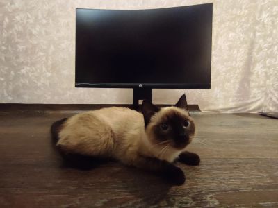 Лот: 20281300. Фото: 1. Монитор HP x24c 144гц идеальное... ЖК-мониторы