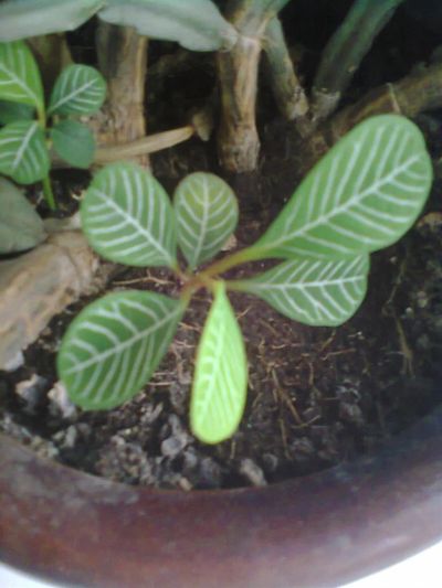 Лот: 3333239. Фото: 1. Молочай (Euphorbia Leuconerua). Горшечные растения и комнатные цветы