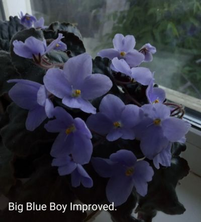 Лот: 11504029. Фото: 1. Фиалка Blue boy Improved - лист... Горшечные растения и комнатные цветы