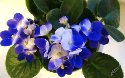 Лот: 2214028. Фото: 1. Фиалка "Valeska Blue", лист. Горшечные растения и комнатные цветы