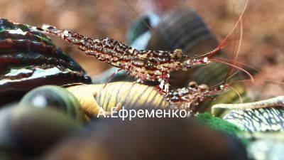 Лот: 19603820. Фото: 1. Креветка сулавеси Белая орхидея. Моллюски, ракообразные, кораллы