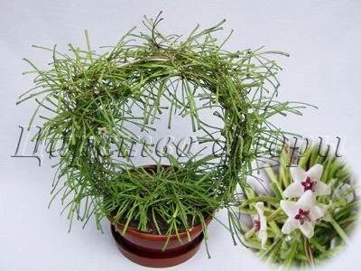 Лот: 1709120. Фото: 1. Hoya retusa (Хойя ретуза) Черенок... Горшечные растения и комнатные цветы
