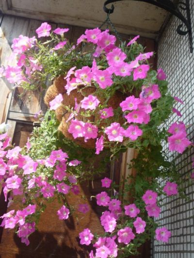 Лот: 11356370. Фото: 1. Петуния ампельная Opera Pink Morn... Садовые цветы