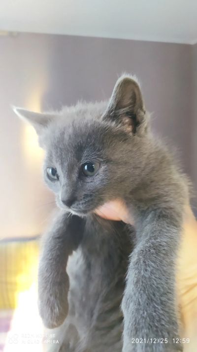 Лот: 18419435. Фото: 1. Котята 2,5 месяцеа. Кошки, котята