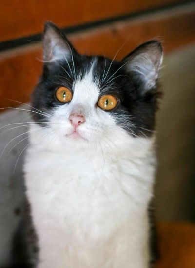 Лот: 8334202. Фото: 1. Симпатичная стерильная кошечка... Кошки, котята