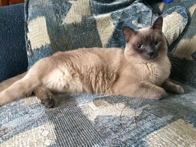 Лот: 5160826. Фото: 1. Кот с приданным!. Кошки, котята