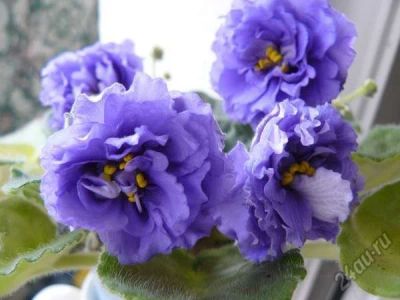 Лот: 5709534. Фото: 1. Детка сортовой фиалки РС-Аквамарин... Горшечные растения и комнатные цветы