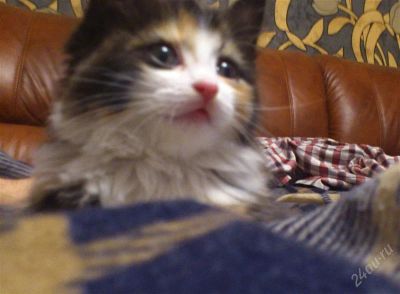 Лот: 2173084. Фото: 1. Котенок (девочка). Кошки, котята