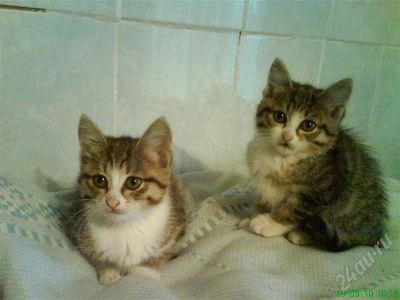 Лот: 470656. Фото: 1. Очаровательные котята в добрые... Остальные животные