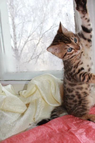 Лот: 4433398. Фото: 1. Бенгальские котята отличного породного... Кошки, котята