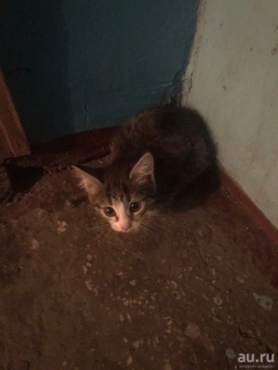 Лот: 13228843. Фото: 1. Малыш ищет любящую семью. Кошки, котята