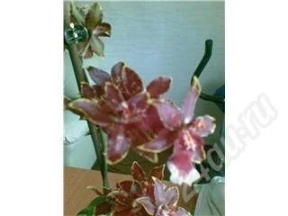 Лот: 340323. Фото: 1. Орхидея Камбрия 1. Горшечные растения и комнатные цветы