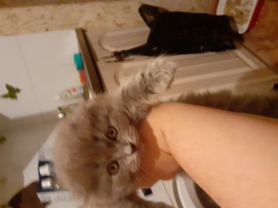 Лот: 14832785. Фото: 1. Шотландики. Кошки, котята