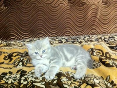 Лот: 7918003. Фото: 1. Продам очаровательную бриташку. Кошки, котята
