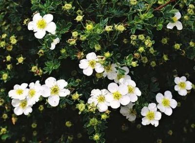 Лот: 9907429. Фото: 1. Курильский чай (Pentaphylloides... Пряные, лекарственные растения и зелень