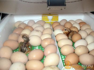 Лот: 9469976. Фото: 1. яйцо инкубационное. Птицы