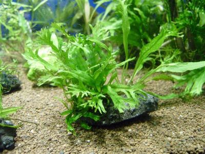 Лот: 1389912. Фото: 1. Microsorum pteropus “Windelov”. Водные растения