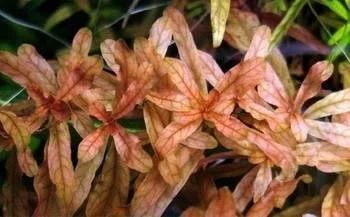 Лот: 925868. Фото: 1. Ludwigia inclinata. Водные растения