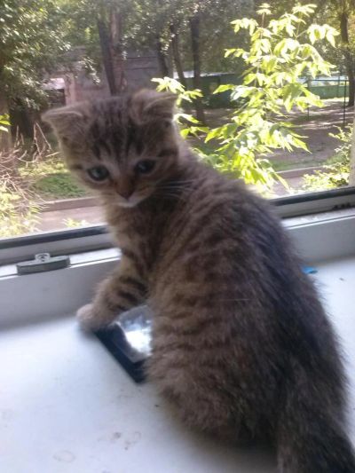 Лот: 4363422. Фото: 1. Шотландский котик. Кошки, котята