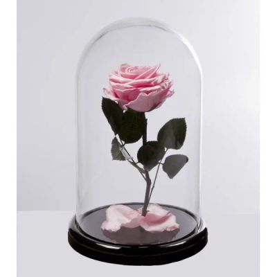 Лот: 14984924. Фото: 1. Роза в колбе. Розовая. Премиум-класс... Свежие цветы