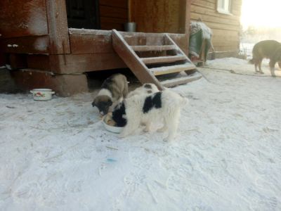 Лот: 6855249. Фото: 1. собаки. Собаки, щенки