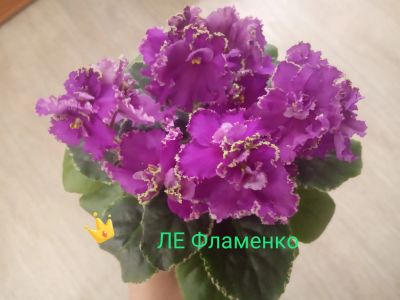 Лот: 16705038. Фото: 1. Фиалка ЛЕ Фламенко лист. Горшечные растения и комнатные цветы