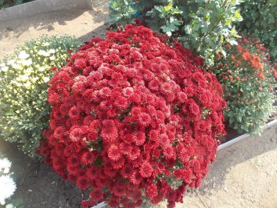Лот: 8030576. Фото: 1. шторм Мультифлора. Садовые цветы