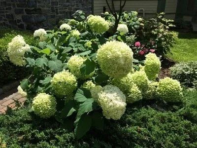 Лот: 15327568. Фото: 1. Гортензия. Др-я Баунти. Декоративные кустарники и деревья
