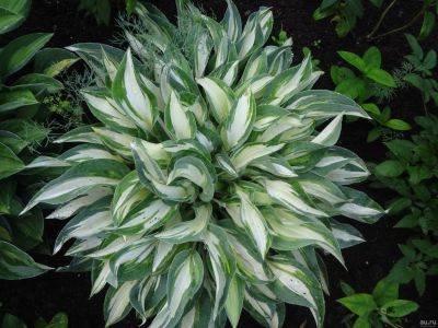 Лот: 13672114. Фото: 1. хоста Мунстрак (hosta Moonstruck... Садовые цветы