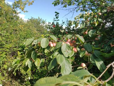 Лот: 4866036. Фото: 1. дача в городе (на Полигоне/ Водников... Дачи