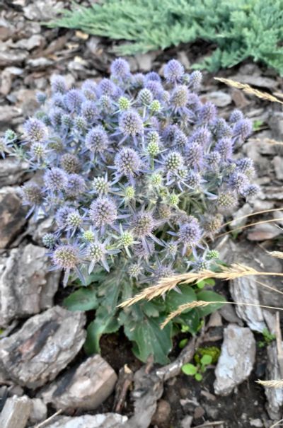Лот: 17590550. Фото: 1. Синеголовник карликовый Blue Hobbit. Садовые цветы