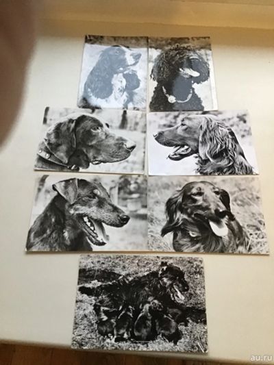 Лот: 16670295. Фото: 1. Фотооткрытки с изображением собак. Открытки, конверты