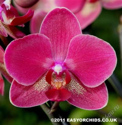Лот: 1695487. Фото: 1. Орхидея фаленопсис Rio Grande. Горшечные растения и комнатные цветы
