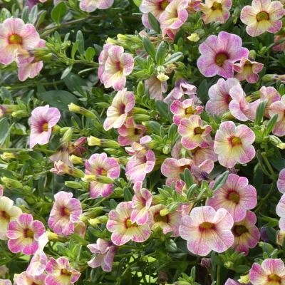 Лот: 17647886. Фото: 1. Калибрахоа OMBRE Pink. Садовые цветы