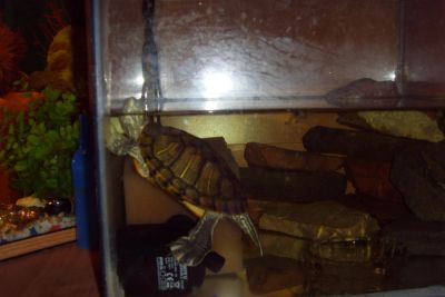 Лот: 6728714. Фото: 1. Черепаха красноухая + аквариум... Рыбки