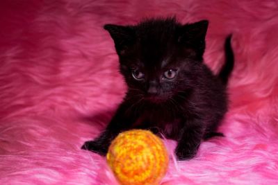 Лот: 3252904. Фото: 1. Очаровательная шотландская прямоухая... Кошки, котята