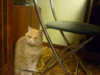 Лот: 7574235. Фото: 1. Большой рыжий перс. Кошки, котята