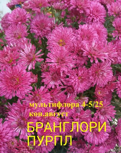 Лот: 13272129. Фото: 1. Хризантемы Мультифлора Бранглори... Садовые цветы