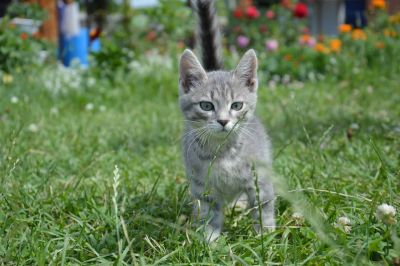 Лот: 4348219. Фото: 1. Котенок необычного окраса в добрые... Кошки, котята