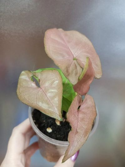 Лот: 21218278. Фото: 1. Сингониум Pink Flecked. Горшечные растения и комнатные цветы