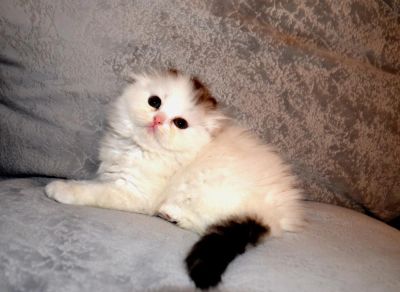 Лот: 5364141. Фото: 1. Хайленд вислоухий шоу класса. Кошки, котята