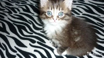 Лот: 6308773. Фото: 1. Отдам кошечку смесь сиамской кошки... Кошки, котята