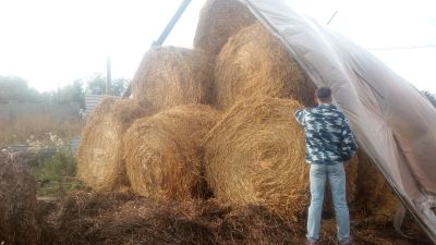 Лот: 12031218. Фото: 1. Солома (пшеница, овес). Корма