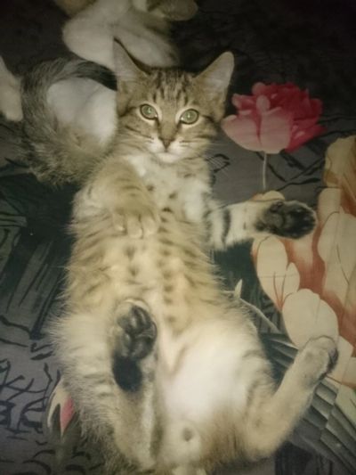 Лот: 3553311. Фото: 1. Котята мальчики - красавчики... Кошки, котята