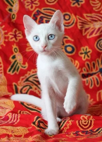 Лот: 4293140. Фото: 1. Святой ангел Серафим принесет... Кошки, котята