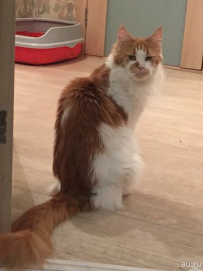 Лот: 13838234. Фото: 1. Мейн-Кун. Кошки, котята