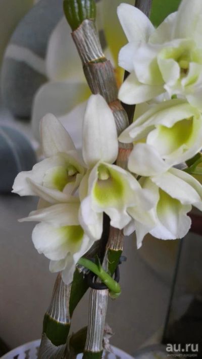 Лот: 9580719. Фото: 1. Орхидея Дендробиум цветущий. Горшечные растения и комнатные цветы